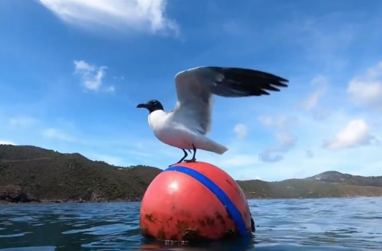 Mastering Mooring Etiquette: A How-To Guide for Dealing With Mooring Squatters